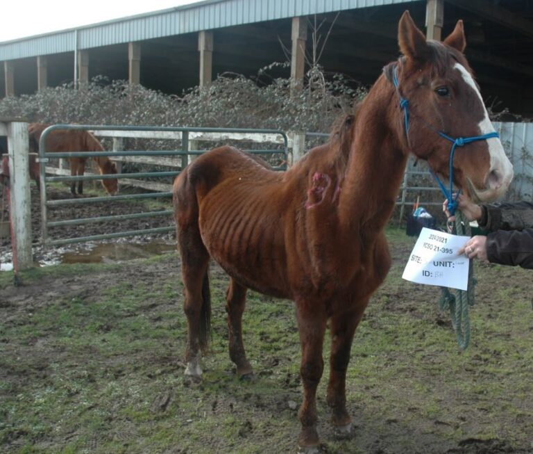 48 horses seized from facility in Yamhill County, owner charged with felony neglect