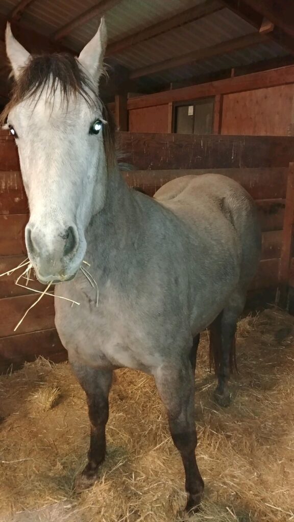 Stephanie West's Horse