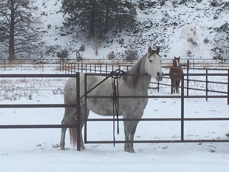 Horse Stolen from Bend boarding facility just days after physical altercation