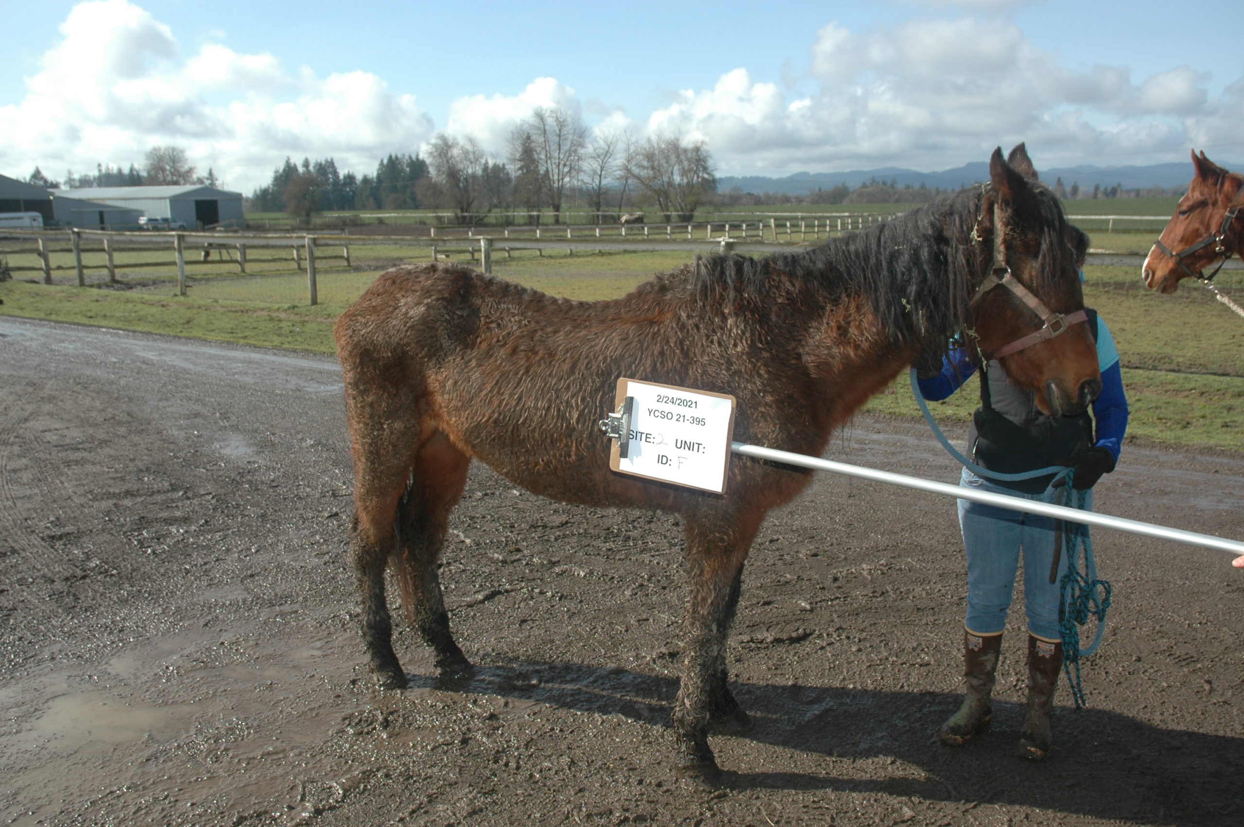 Horse facility owner indicted on 55 counts of felony neglect, special Animal Cruelty prosecutor to handle case