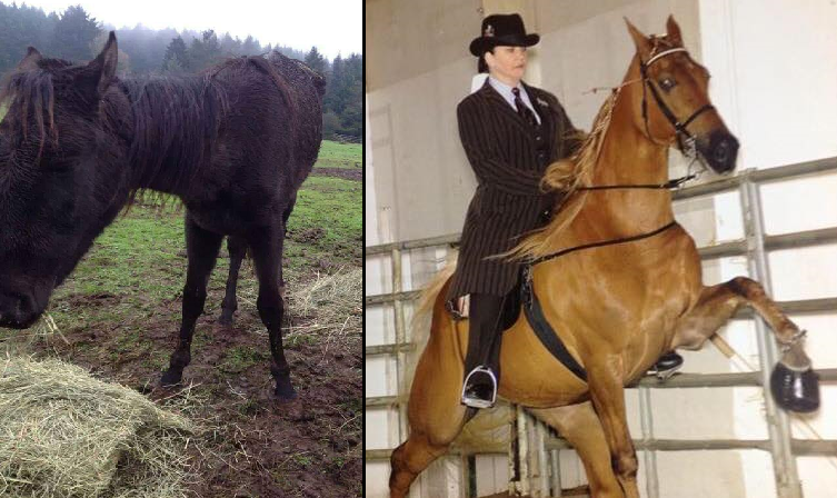 Equestrians upset over sponsorship of trainer convicted of animal neglect