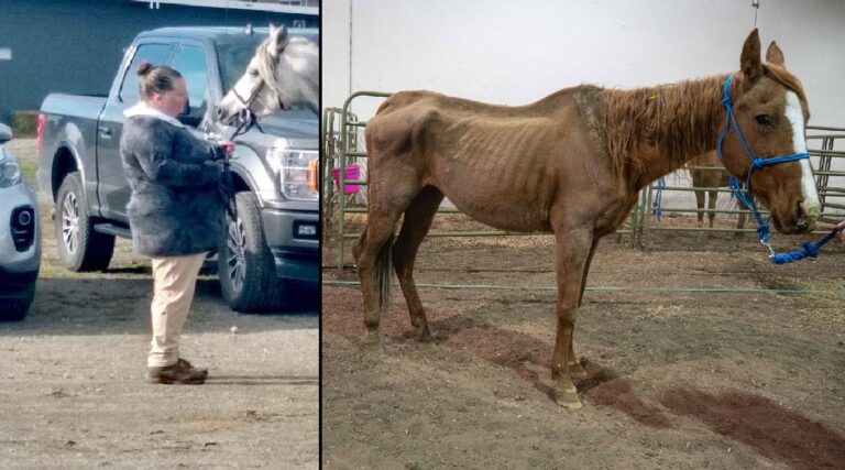 Woman convicted of horse neglect faces new probation terms, avoids jail time