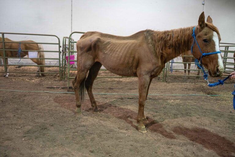 Gwenyth Davies, convicted in 2020 over case of neglect of 61 horses, due back in court