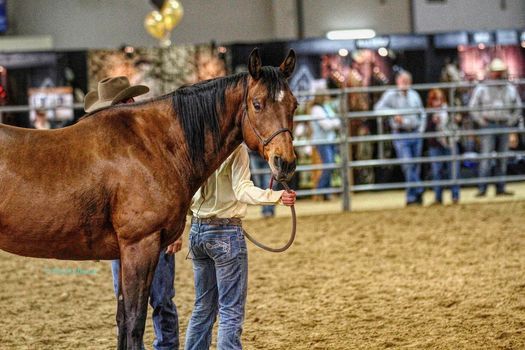 35th Annual Idaho Horse Expo underway in Nampa - NW Horse Report