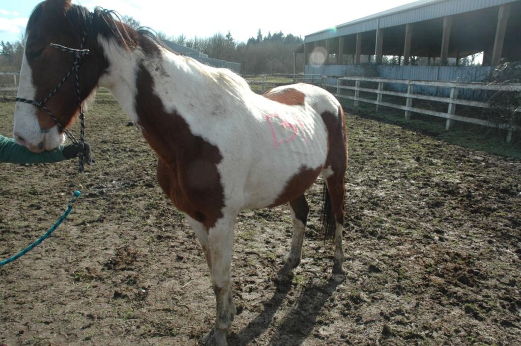 Neglected horse seized from Susan Swango in February 2021.