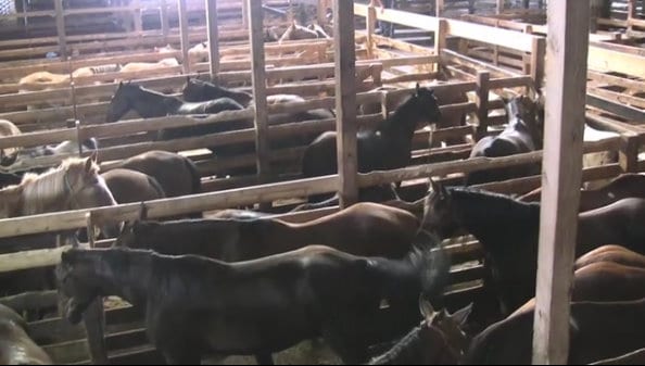 mexican horse slaughter houses