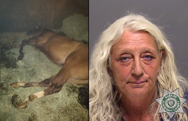 Jail time for Oregon woman convicted of horse neglect, can’t possess horses for 5 years