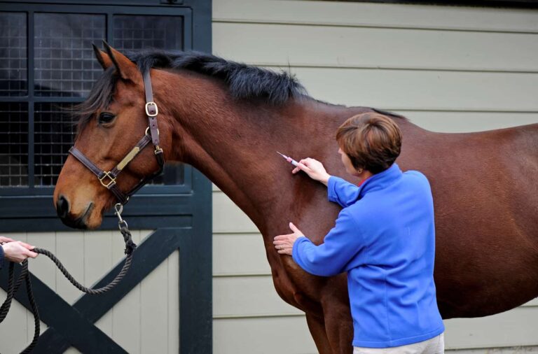 Oregon’s Top Vet issues alert over multiple cases of Equine West Nile and EHV-1, two horses euthanized