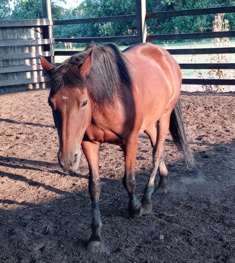 Family’s plight for the return of their horse after woman falsely tells police it died