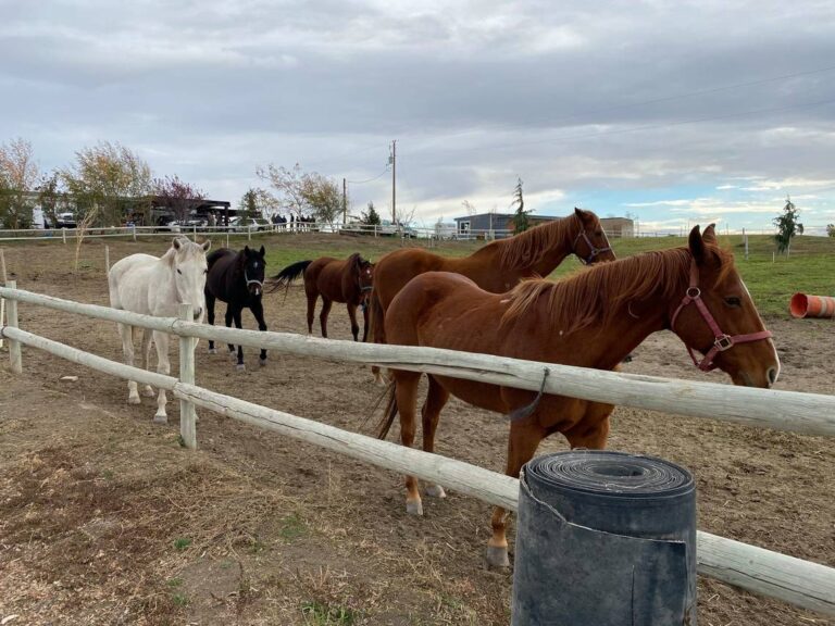 FDA: Colorado-based alfalfa cubes killed horses; recall announced