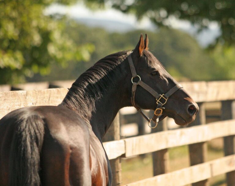 Kentucky Derby winner Grindstone dies at 29 in retirement with Oakhurst Veterinary in Oregon