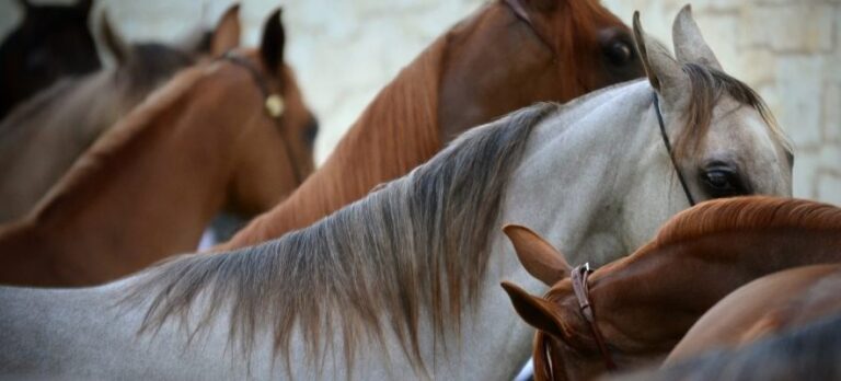 Oregon Horse Center cancels next weeks AHBAO Spring Classic