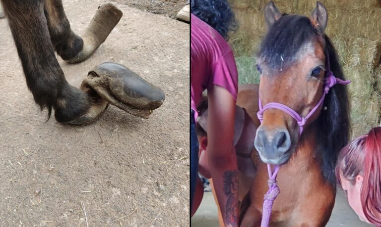 One neglected pony now dead following rescue– Animal Control won’t issue citation or refer to law enforcement