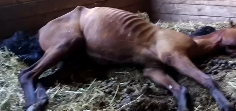 Mother and daughter in Oregon arrested for neglecting 18 horses, horse camp for kids at facility canceled