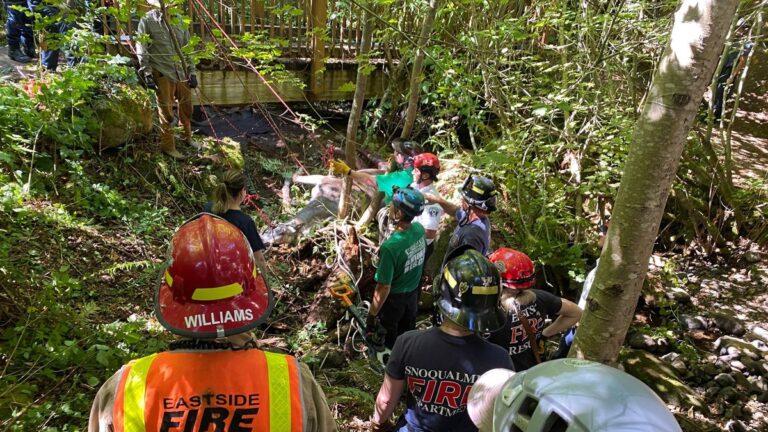 Horse trapped and injured after falling through bridge, saved by first responders