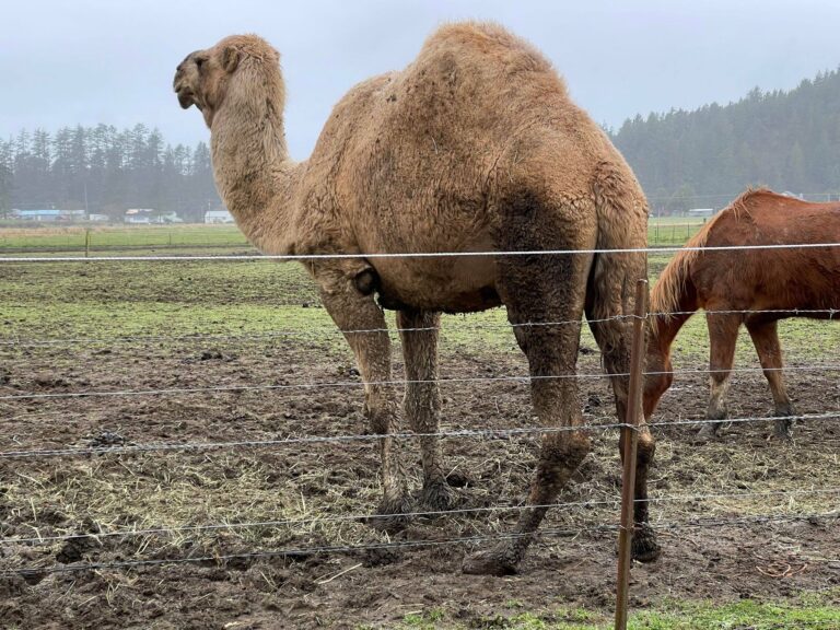 Man arrested for filming minors in bathroom released from jail; associated horse riding business denies ties, claims of illegal minor labor