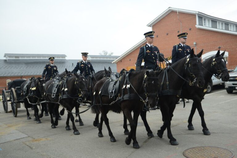 Following horse deaths in Arlington National Cemetery, Old Guard makes changes to improve horse care