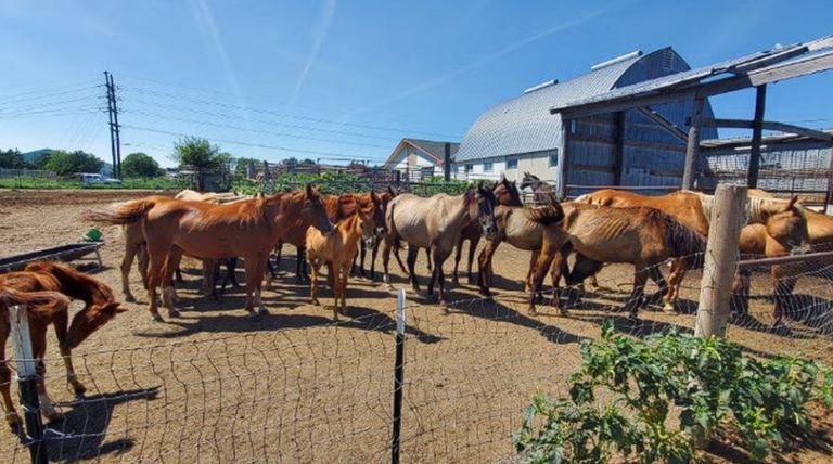 Nebraska veterinarian charged with 37 counts of horse neglect