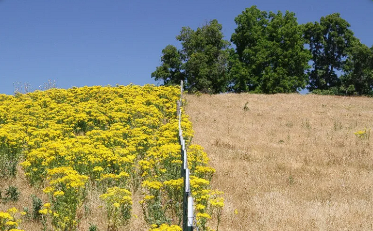 Tansy poisons livestock – and neighborly relationships