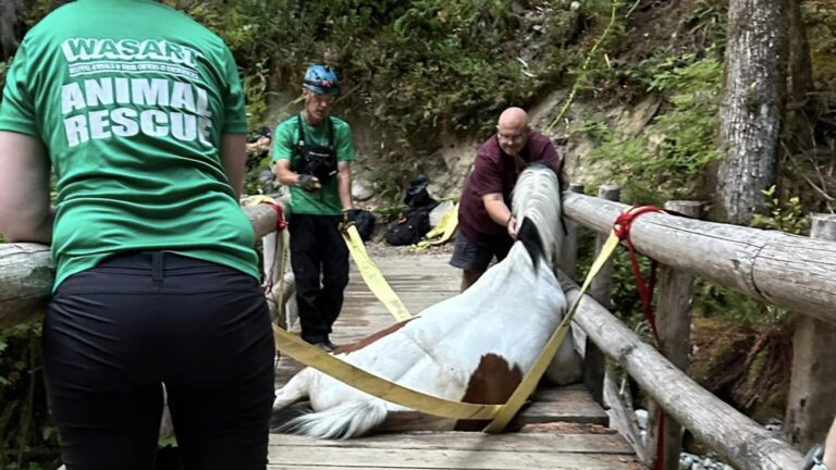 First responders rescued horse trapped on broken bridge at Washington’s Middle Fork Snoqualmie trail