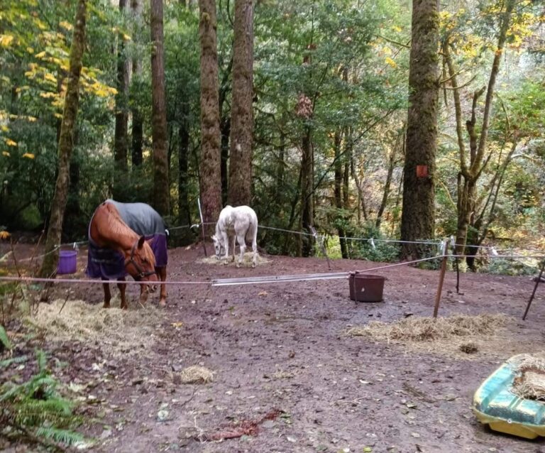 Felon sought on warrants for horse neglect, illegal gun possession arrested in northeast Oregon