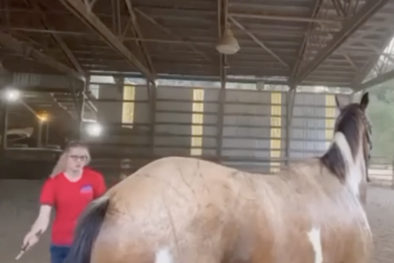 Trainer in viral horse abuse video threatens to sue journalists; attorney says video showed ‘specialized training’