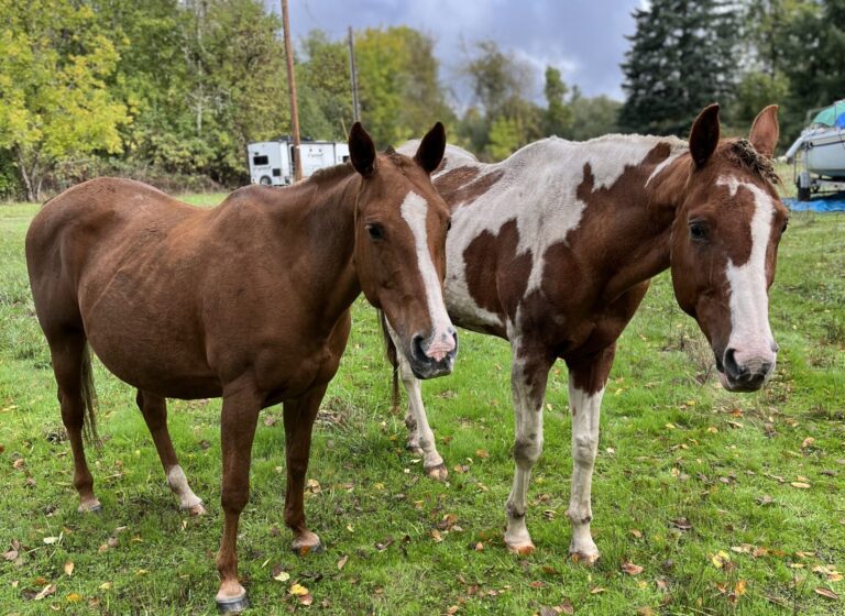 More allegations emerge against Oregon woman convicted of horse neglect despite recent jail time