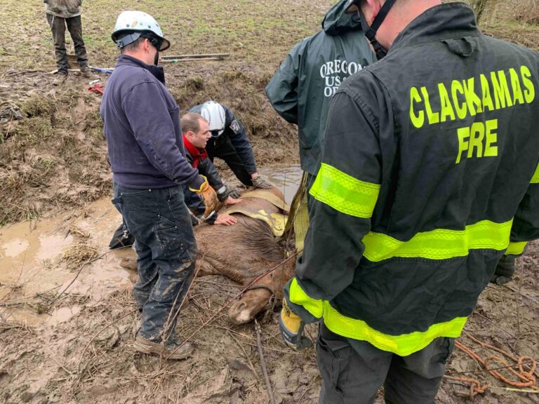 Firefighters rescue horse from muddy trench on Oregon farm