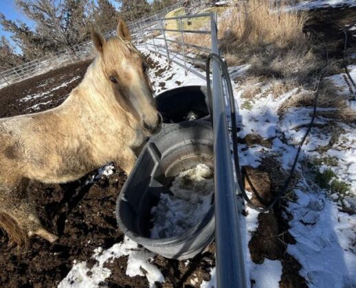 15 horses seized from Central Oregon farm, resulting in animal neglect ...